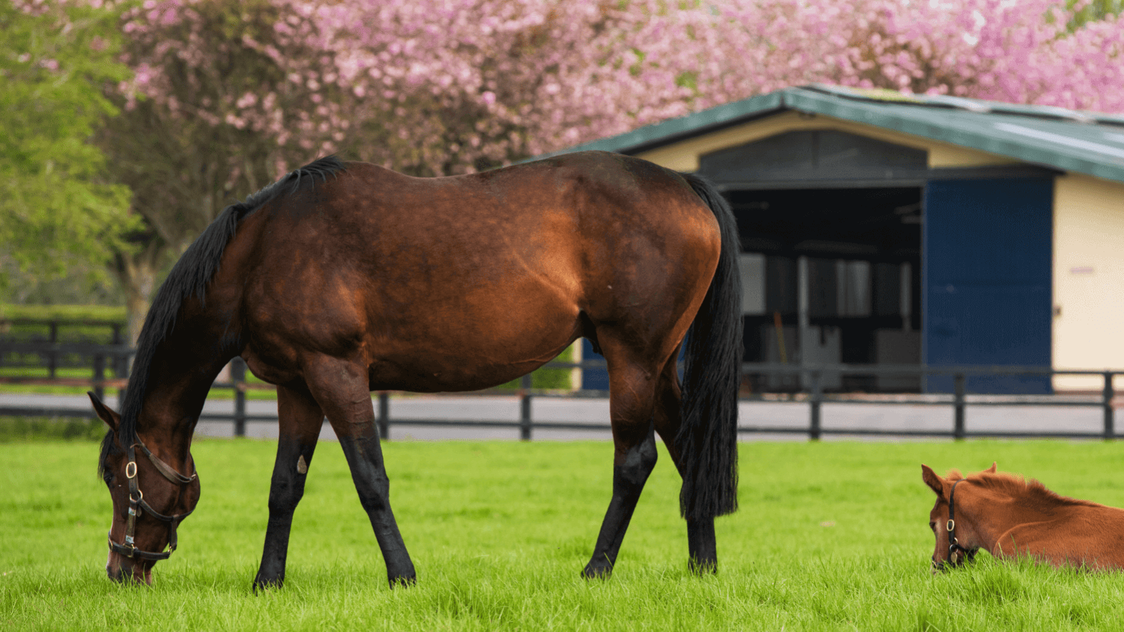 galileo-ex-tiggy-wiggy_thoroughbred-country_1_2 (1)