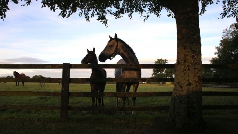 Irish National Stud and Gardens, Co Kildare_Web Size (3) (Custom)