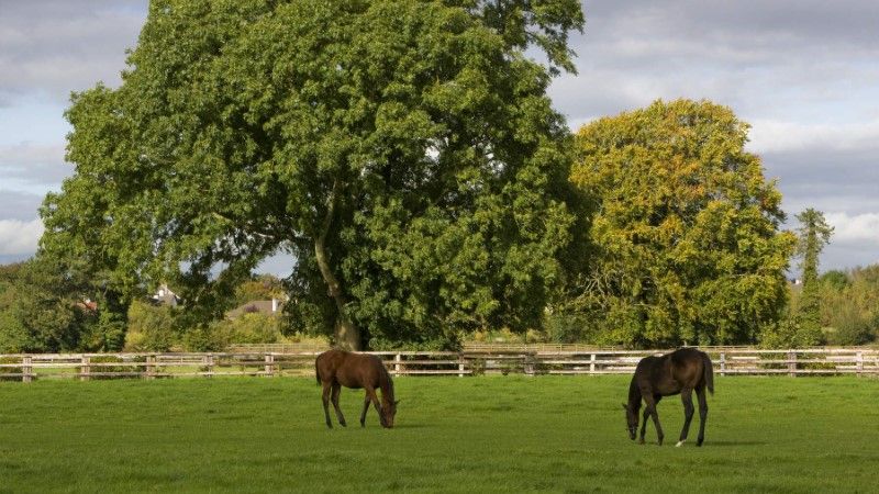 National Stud and Gardens_Web Size (Custom)