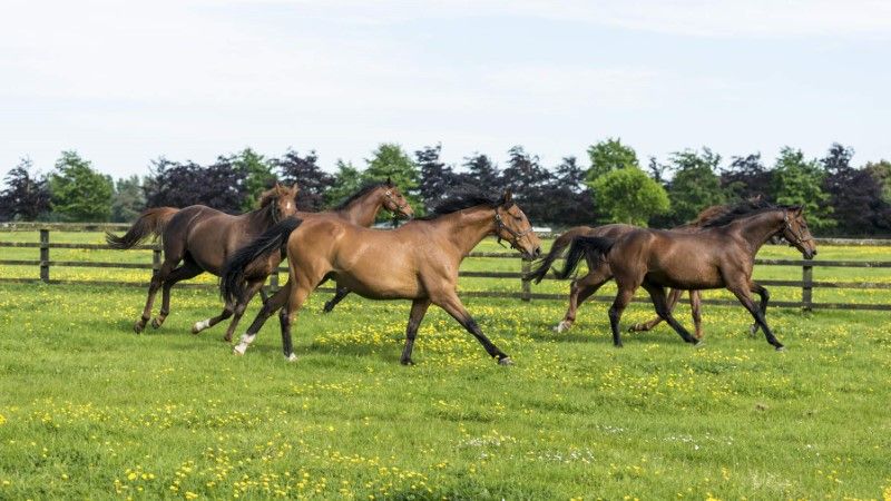 The Irish National Stud and Gardens, Co Kildare, Living Legends_Web Size (Custom)