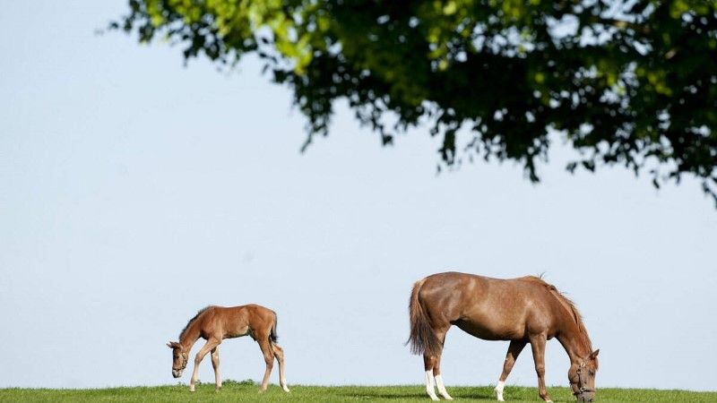 The Irish National Stud and Gardens, Co Kildare, Mare and foal grazing_Web Size (Custom)