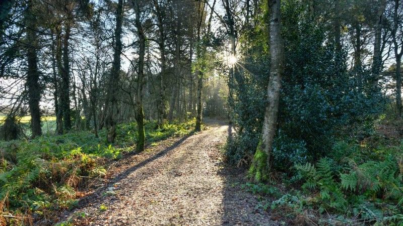 Forest Walk, Lullymore Heritage and Discovery Park, Co Kildare_master (Custom)
