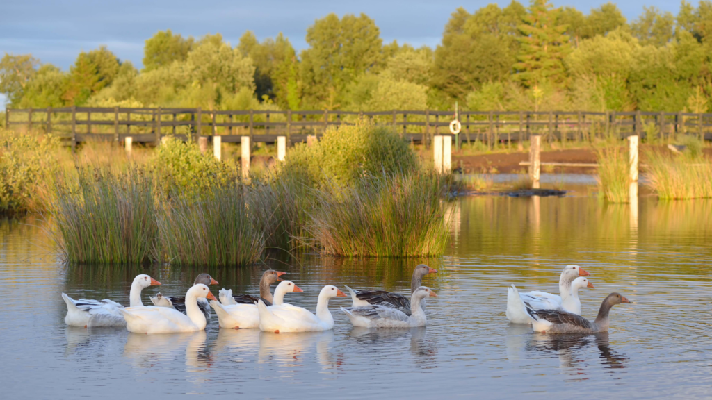 Autumn stay in kildare